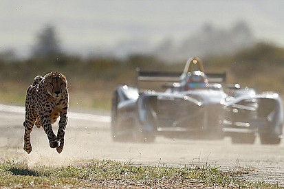 VÍDEO: Guepardo aposta corrida com carro da F-E