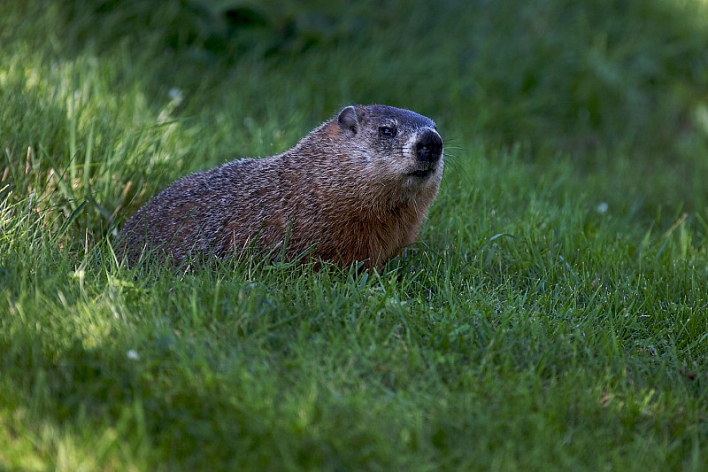 La FIA explica por qué el incidente de la marmota no se pudo evitar
