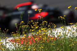Фернандо Алонсо, McLaren MP4-31