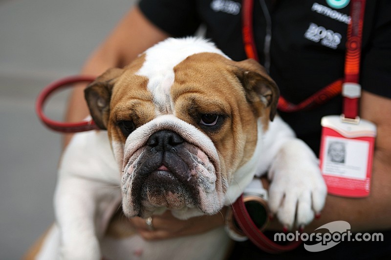 Coco, la estrella en el paddock de Austin