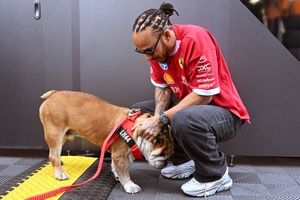 Morre aos 12 anos Roscoe, buldogue inseparável de Hamilton na F1
