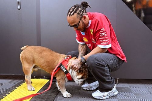 Morre aos 12 anos Roscoe, buldogue inseparável de Hamilton na F1