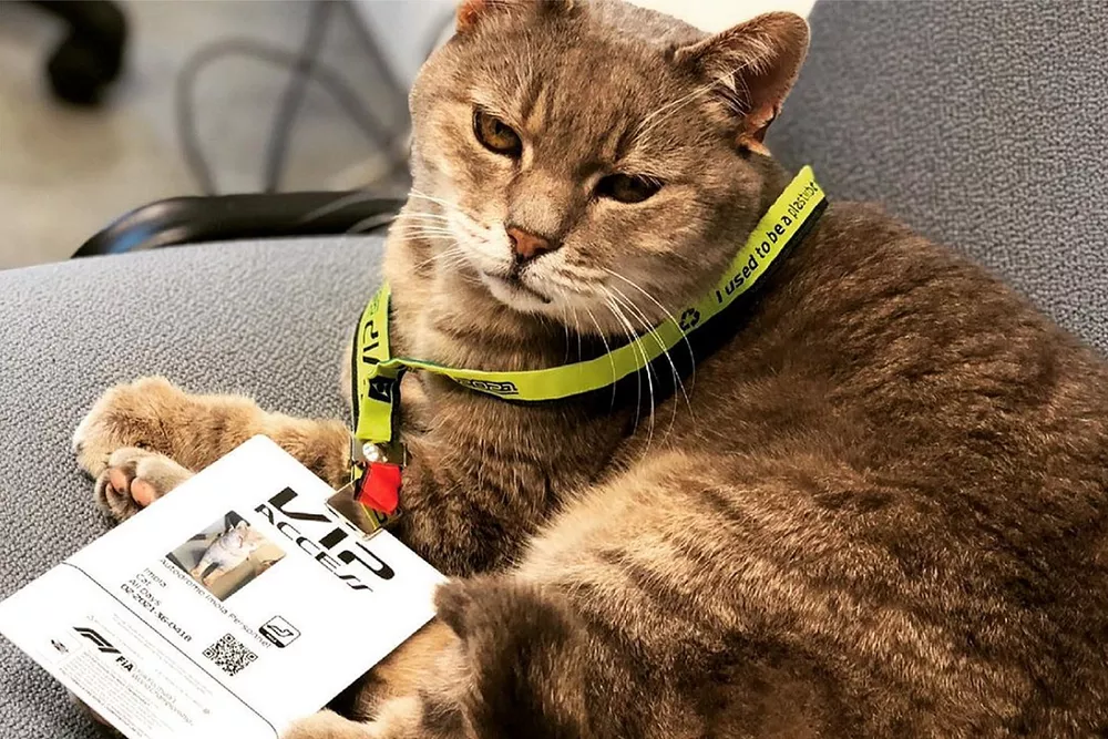 Imola cat, F1 Emilia Romagna GP