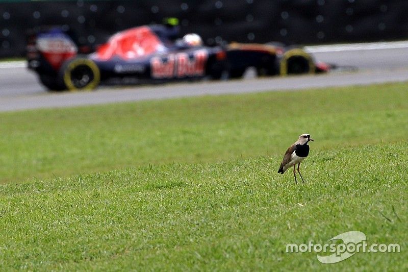 Carlos Sainz Jr., Scuderia Toro Rosso STR11 y una ave
