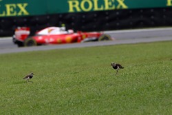 Кімі Райкконен, Ferrari SF16-H, проїжджає повз пташок