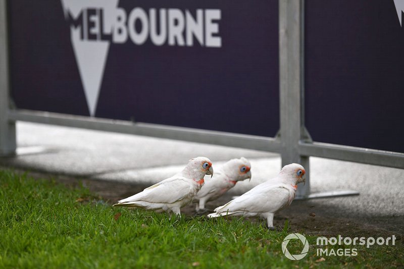 Birds in Albert Park
