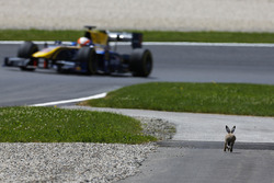 Un coniglio a lato della pista corre verso Alex Lynn, DAMS