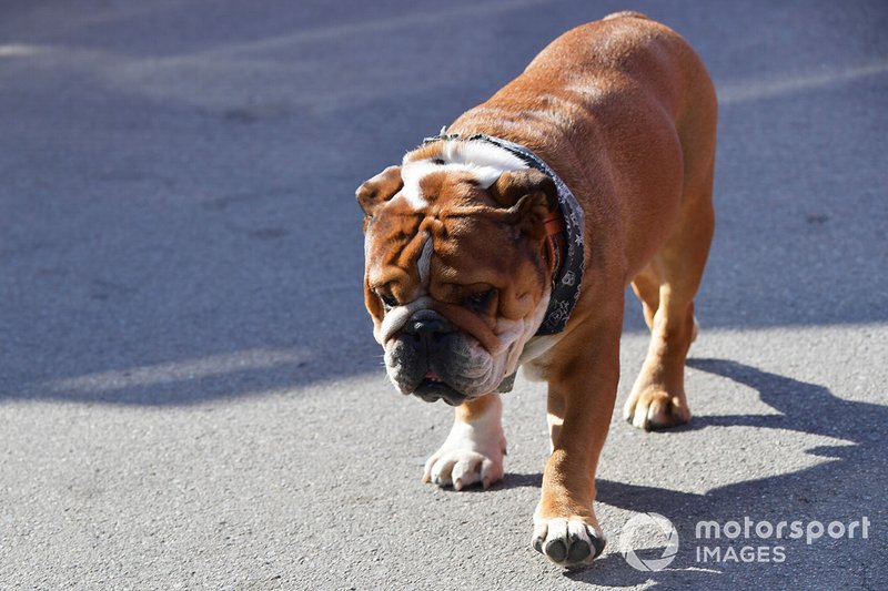 Roscoe, il cane di Lewis Hamilton, Mercedes AMG F1