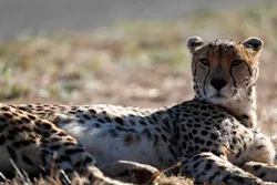 A cheetah 