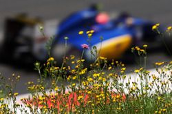 Felipe Nasr, Sauber C35