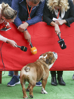 A dog belonging to Lewis Hamilton, Mercedes AMG F1, attracts attention from media
