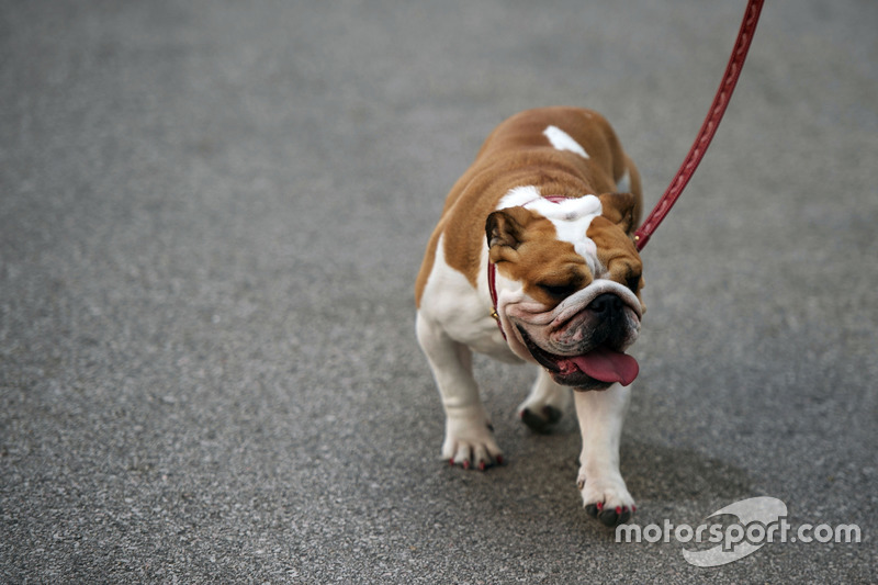 Uno dei cani di Lewis Hamilton, Mercedes AMG F1