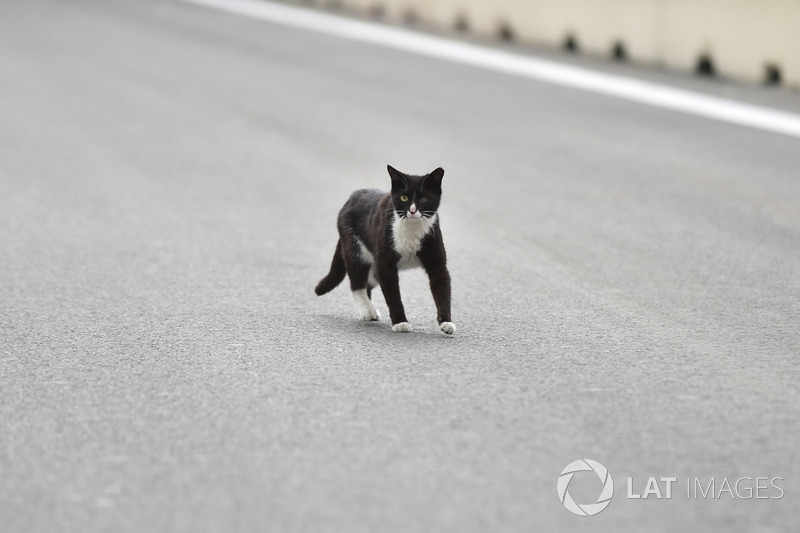 Cat on the track