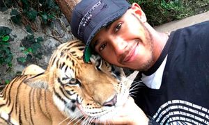 Lewis hamilton tigre
